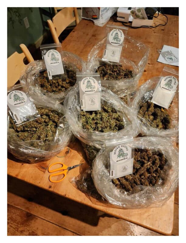Curing Fresh Marijuana